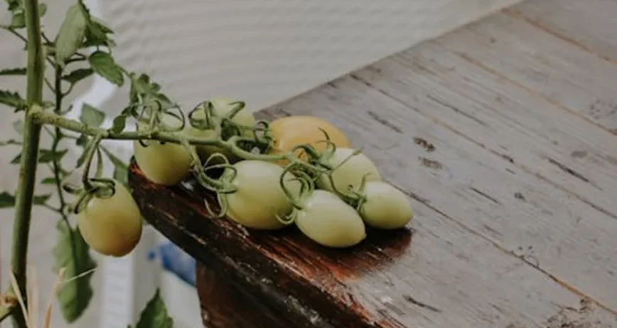 We grow fresh, organic produce using clean methods that protect nature, healthy food.