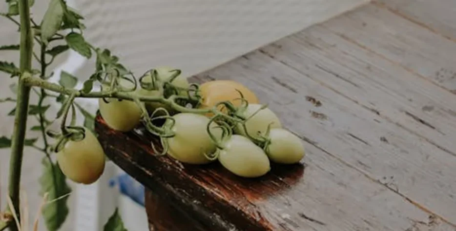 We grow fresh, organic produce using clean methods that protect nature, healthy food.