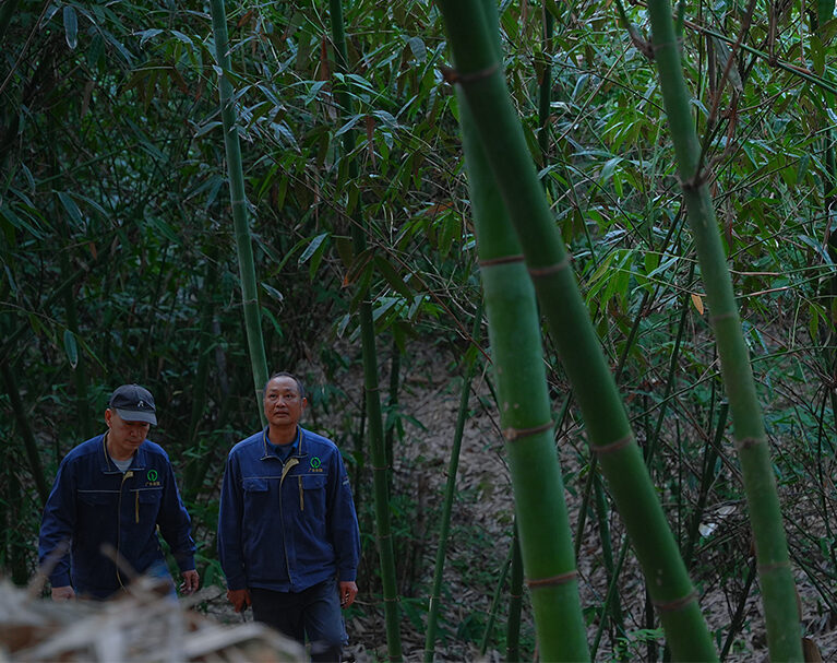 Asia-Pacific Bamboo Market Poised for Expansion as Global Demand for Sustainable Materials Rises