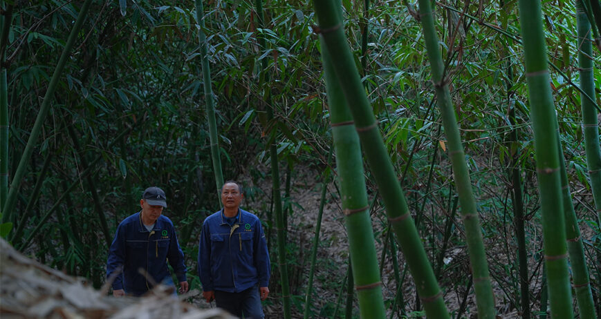 Asia-Pacific Bamboo Market Poised for Expansion as Global Demand for Sustainable Materials Rises