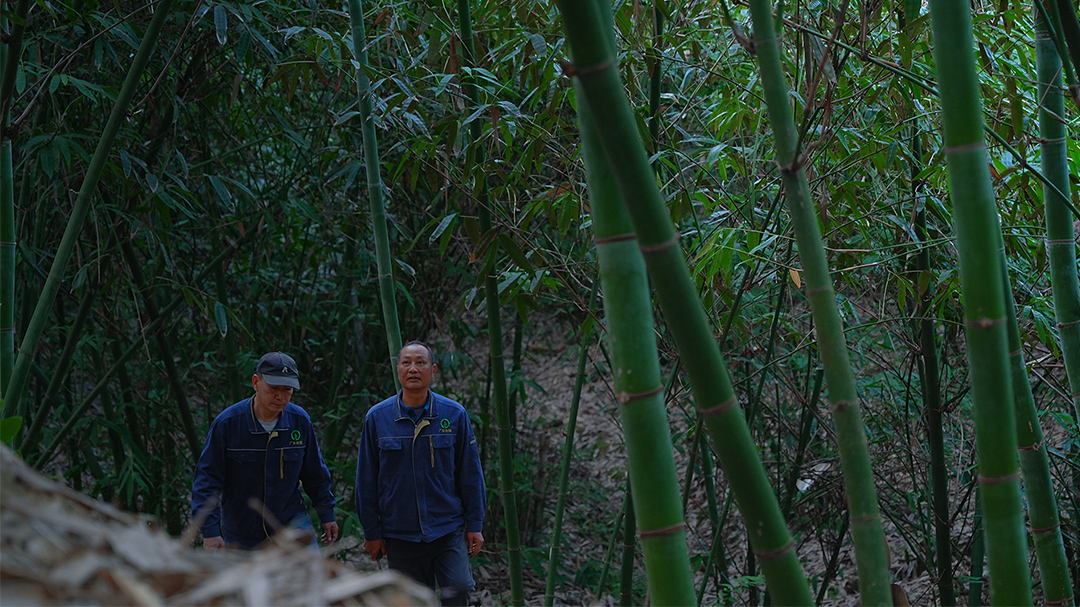 Harvesting Mature Bamboo