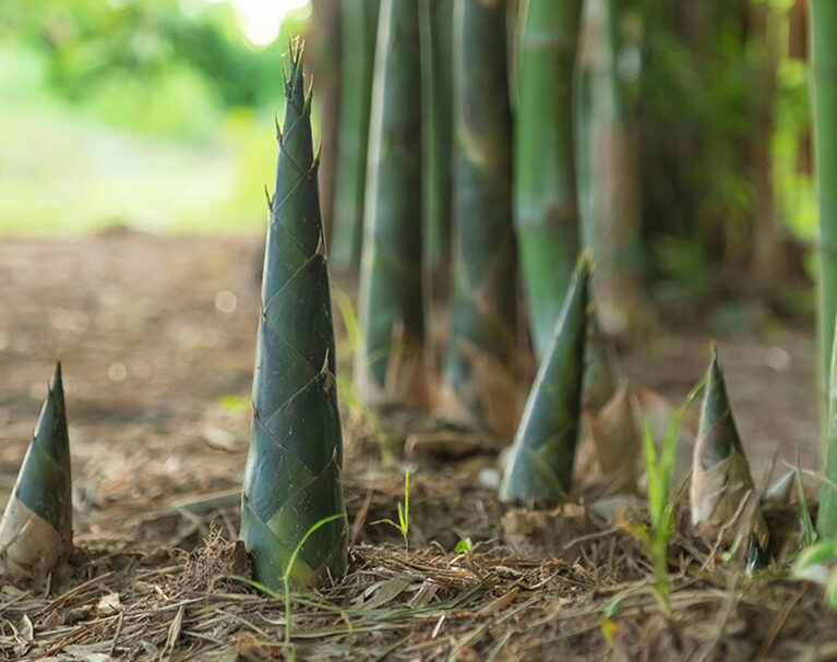 Bamboo-Based Bio-Materials Gain Global Momentum as Plastic Alternatives