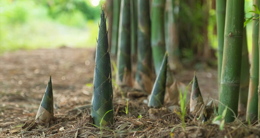 Bamboo-Based Bio-Materials Gain Global Momentum as Plastic Alternatives