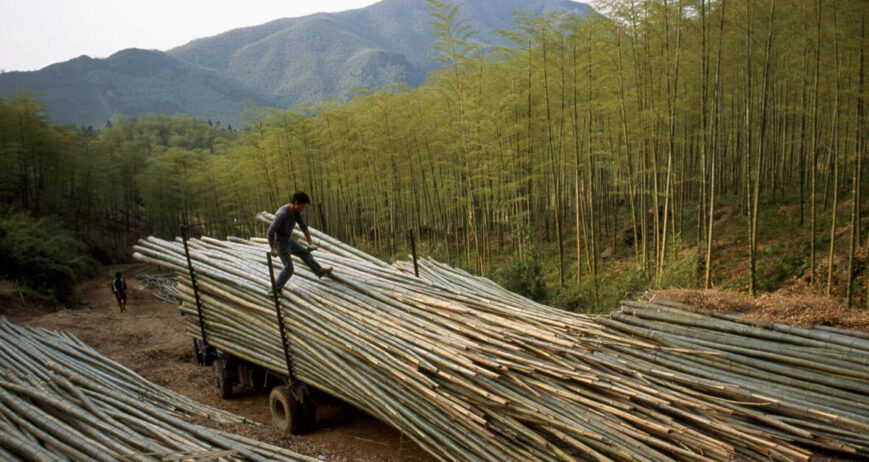 Bamboo-Based Bio-Materials Gain Global Momentum as Plastic Alternatives